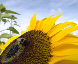  Cross-pollinating Student Entrepreneurs