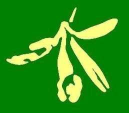 Planifolia