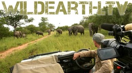 WildEarth Media