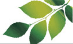Fresh Web Services