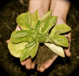 Sustainable Design/Build School 