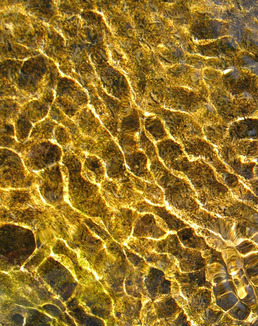 Village Ecosystems