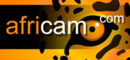 africam