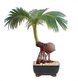 Coco Bonsai