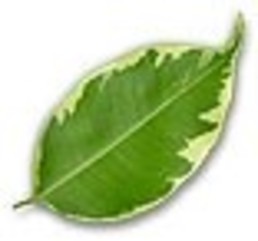 Simple Natural Solutions