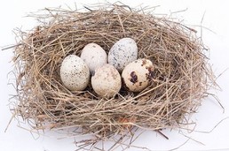 Nest