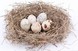 Nest