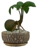Coco Bonsai