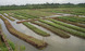 Organic River Farming
