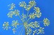 Bioinspired Forum