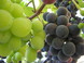 GrapeVineWines
